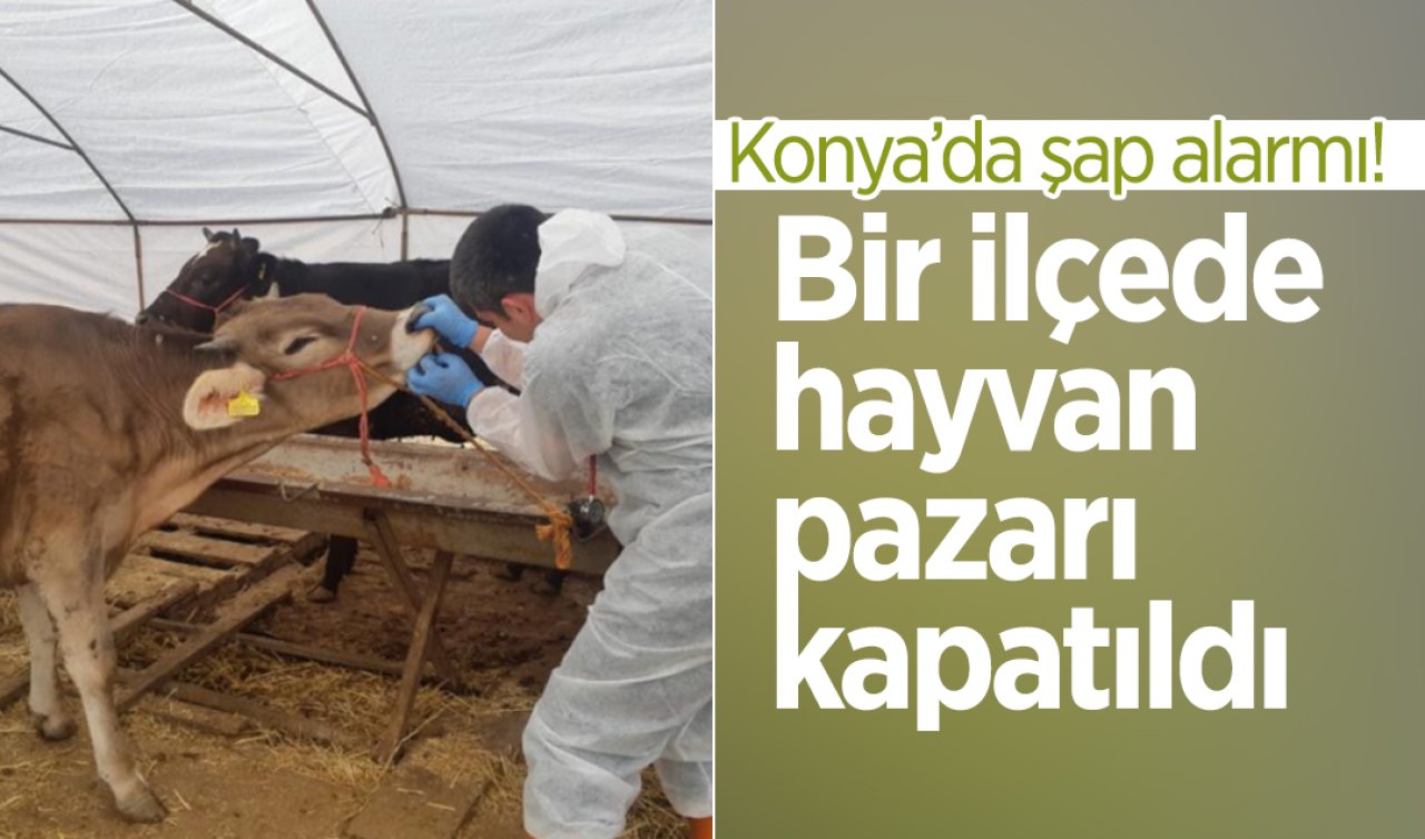  Konya’da şap alarmı! Bir ilçede hayvan pazarı kapatıldı