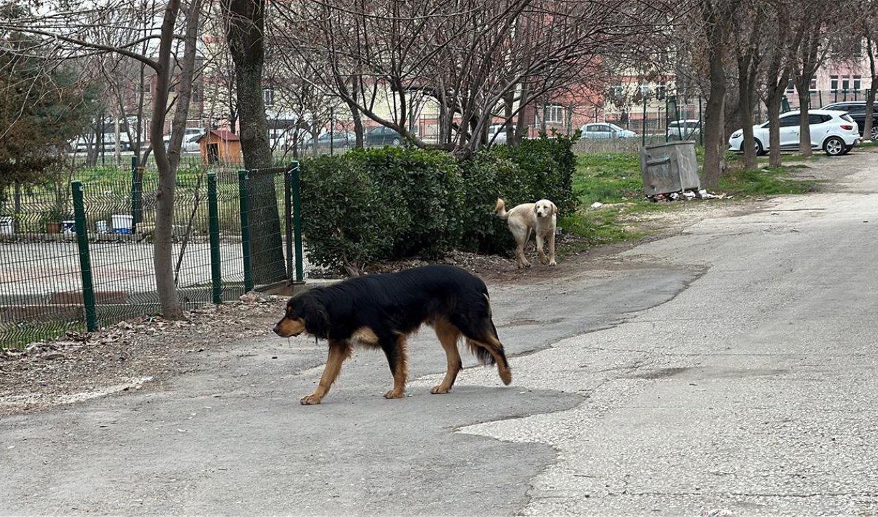 Başıboş köpek saldırısı: 15 yaşındaki lise öğrencisi yaralandı