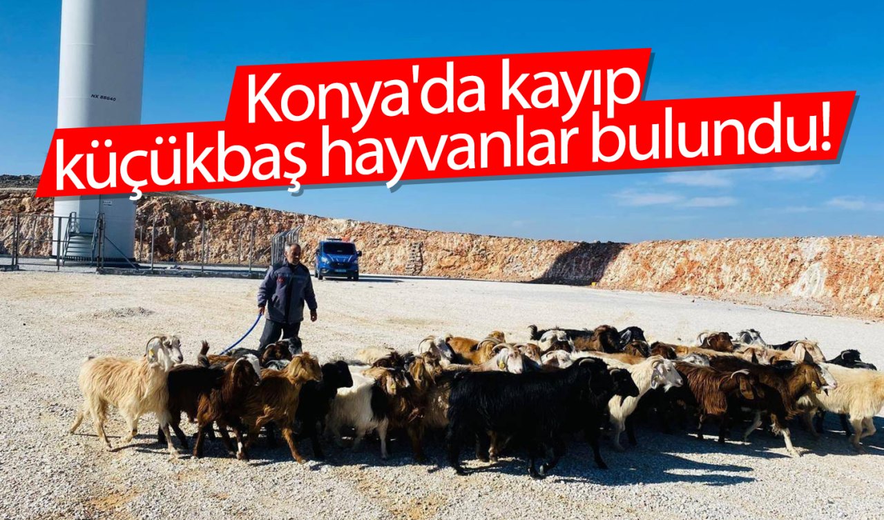 Konya’da kayıp küçükbaş hayvanlar bulundu! 