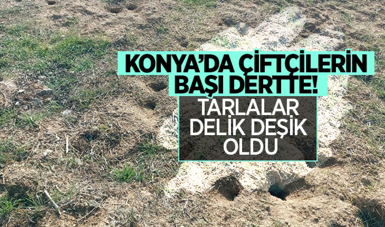 Konya’da bu hayvanın popülasyonu arttı! Çiftçilerin başı dertte; tarlalar delik deşik 