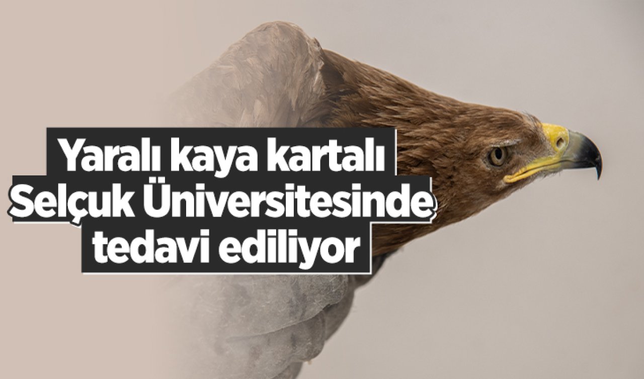  Yaralı kaya kartalı Selçuk Üniversitesinde tedavi ediliyor