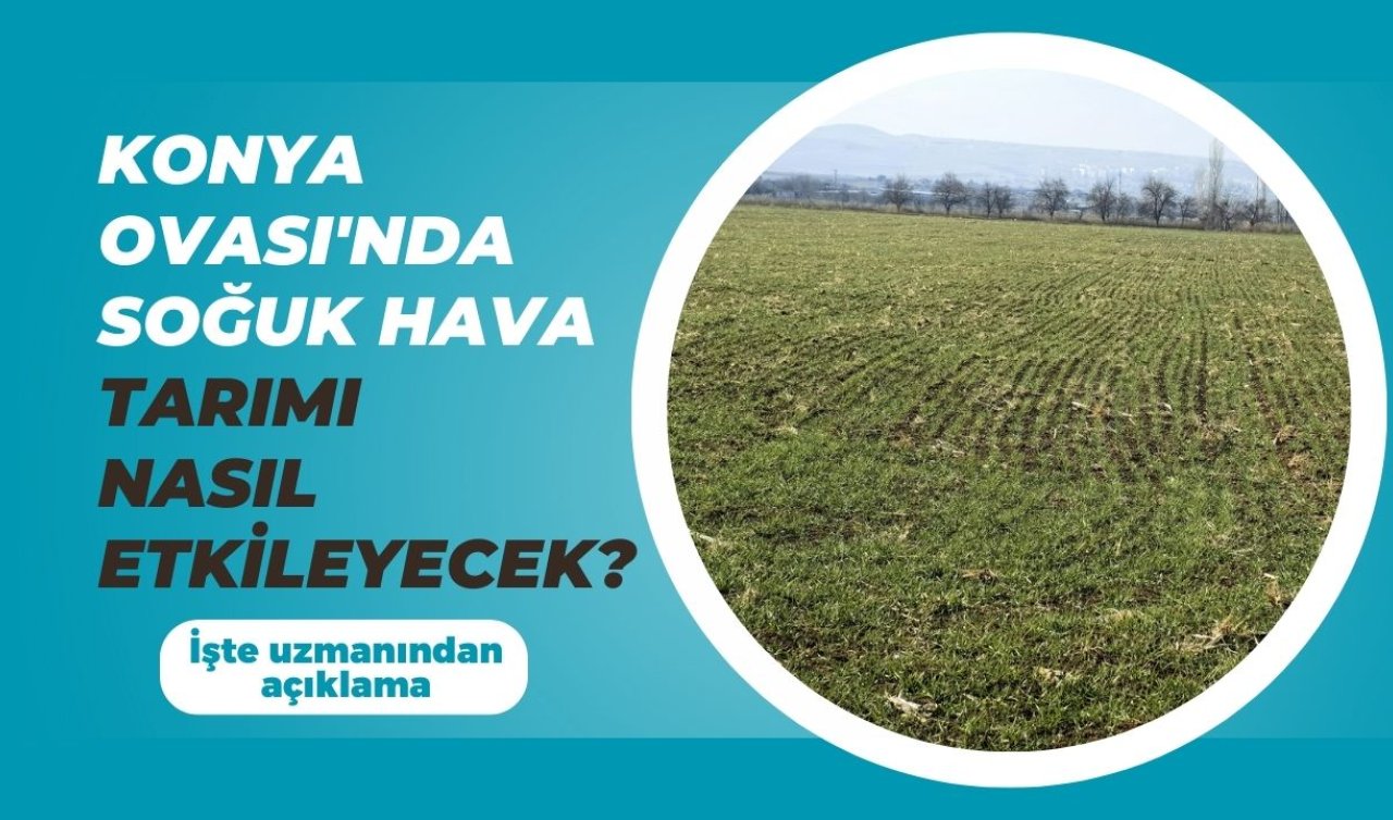 Konya Ovası’nda soğuk hava tarımı nasıl etkileyecek? 