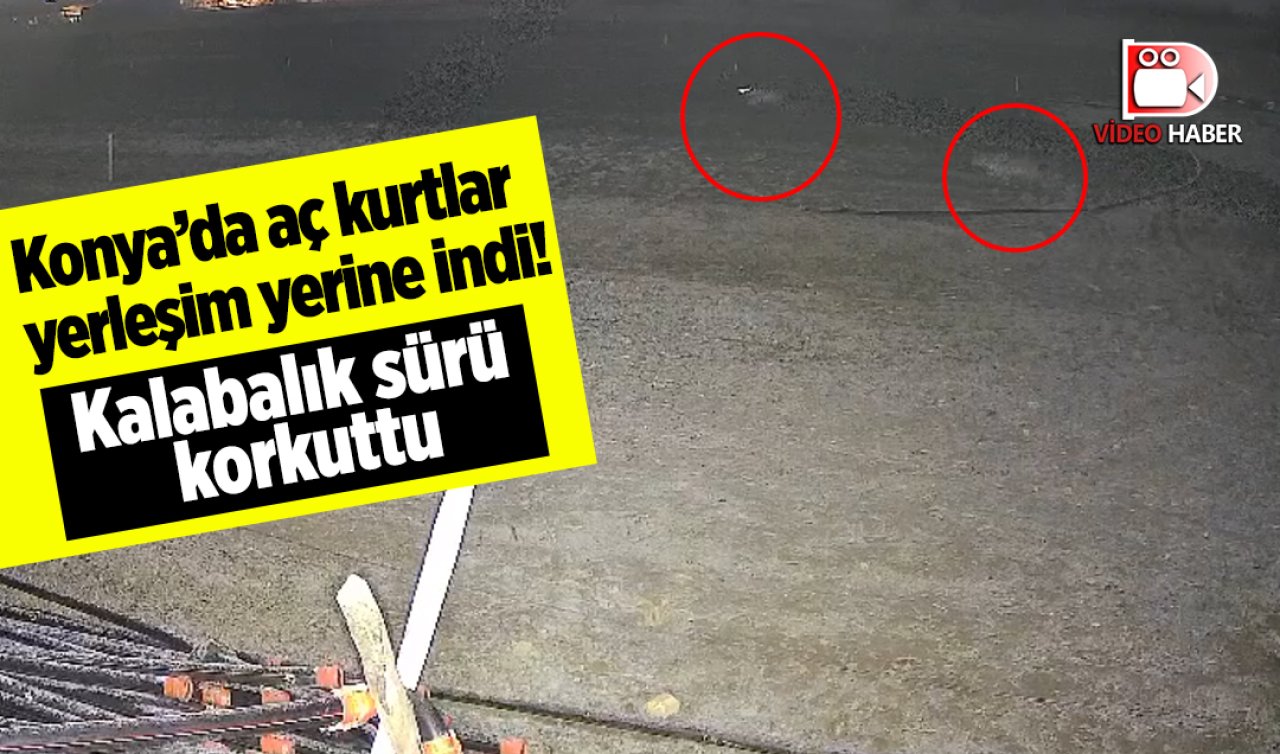 Konya’da aç kurtlar yerleşim yerine indi! Kalabalık sürü korkuttu