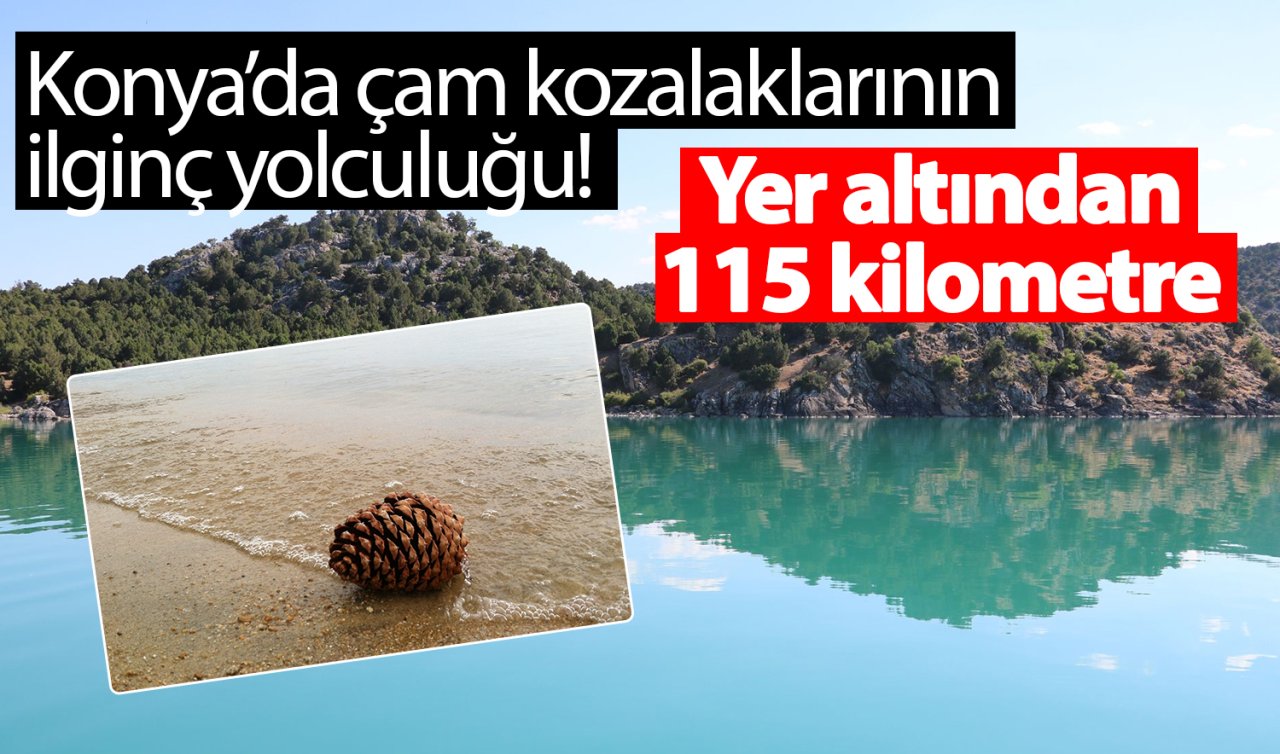 Konya’da çam kozalaklarının ilginç yolculuğu! Yer altından 115 kilometre 