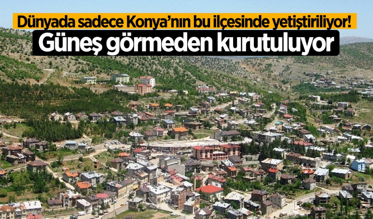 Dünyada sadece Konya’nın bu ilçesinde yetiştiriliyor! Romalılar döneminden beri var  