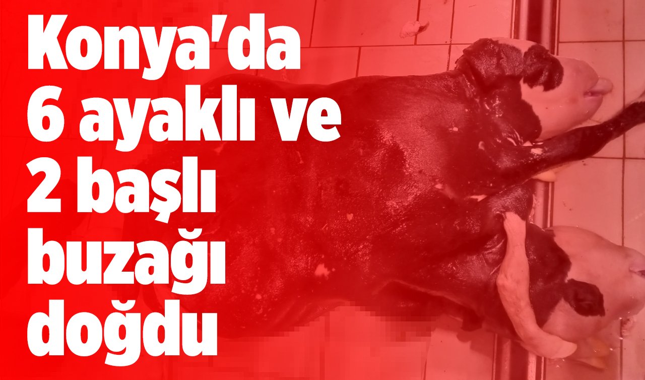 Konya’da 6 ayaklı ve 2 başlı buzağı doğdu