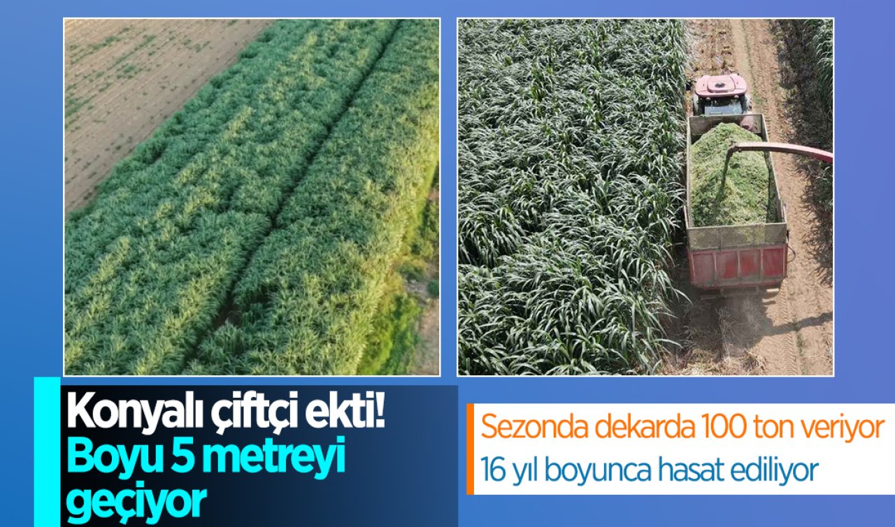 Konyalı çiftçi ekti! Boyu 5 metreyi geçiyor; Dekarda 100 ton veriyor, 16 yıl boyunca hasat ediliyor