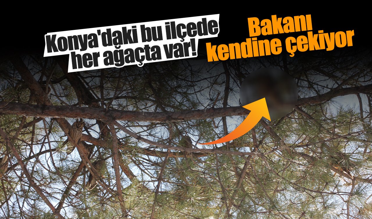 Konya’daki bu ilçede her ağaçta var! Bakanı kendine çekiyor  