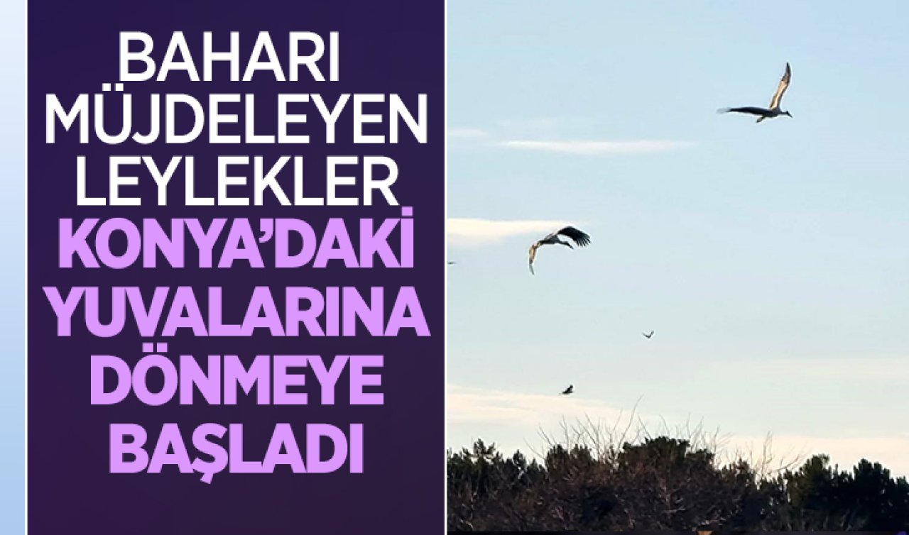 Baharı müjdeleyen leylekler Konya’daki yuvalarına dönmeye başladı! 