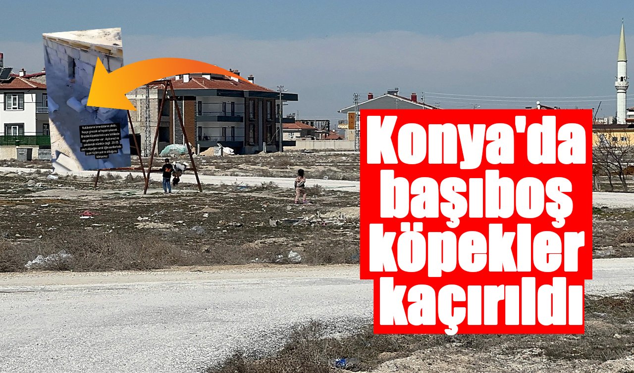 Konya’da başıboş köpekler kaçırıldı