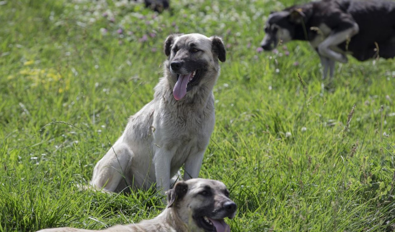 11 yaşındaki çocuğa başıboş köpekler saldırdı: Her yeri paramparça olmuş