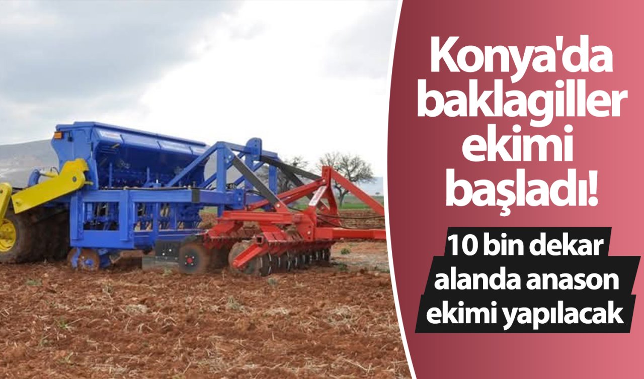  Konya’da baklagiller ekimi başladı! 10 bin dekar alanda anason ekimi yapılacak 