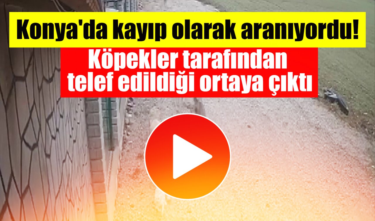 Konya’da kayıp olarak aranıyordu! Köpekler tarafından telef edildiği ortaya çıktı