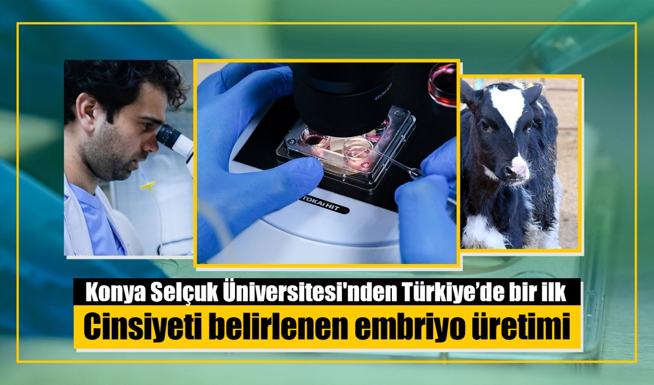 Konya Selçuk Üniversitesi’nden Türkiye’de bir ilk: Cinsiyeti belirlenen embriyo üretimi