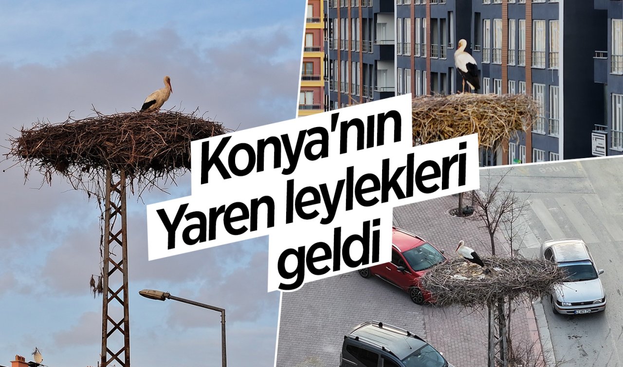 Konya’nın Yaren leylekleri geldi