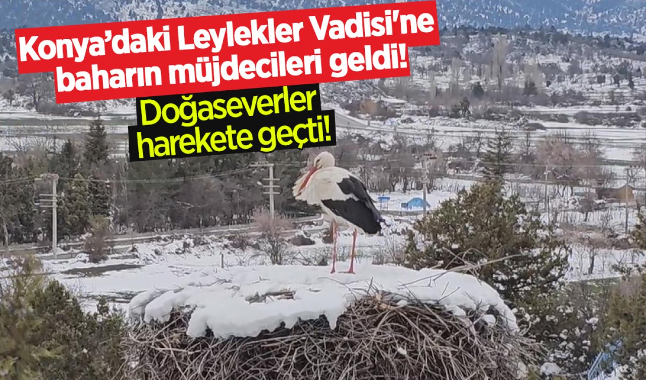  Konya’daki Leylekler Vadisi’ne baharın müjdecileri geldi! Doğaseverler harekete geçti