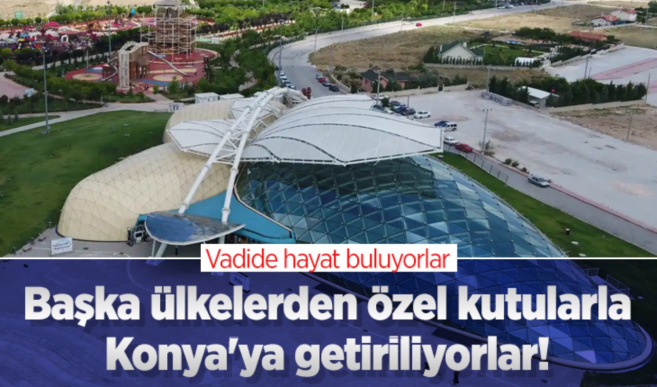 Başka ülkelerden özel kutularla Konya’ya getiriliyorlar Vadide hayat buluyorlar