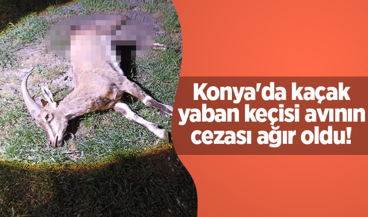 Konya’da kaçak yaban keçisi avının cezası ağır oldu