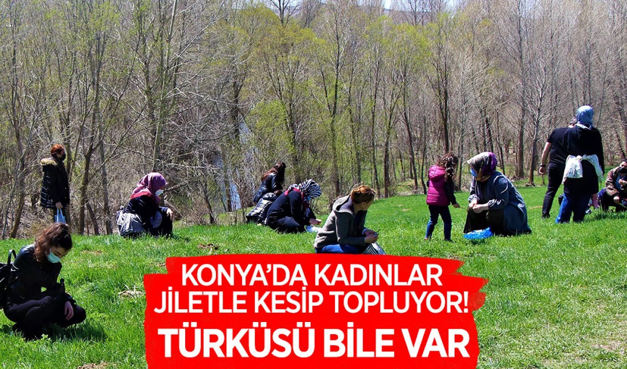 Konya’da kırlar doldu kaştı Jiletle toplanıyor şifa dağıtıyor