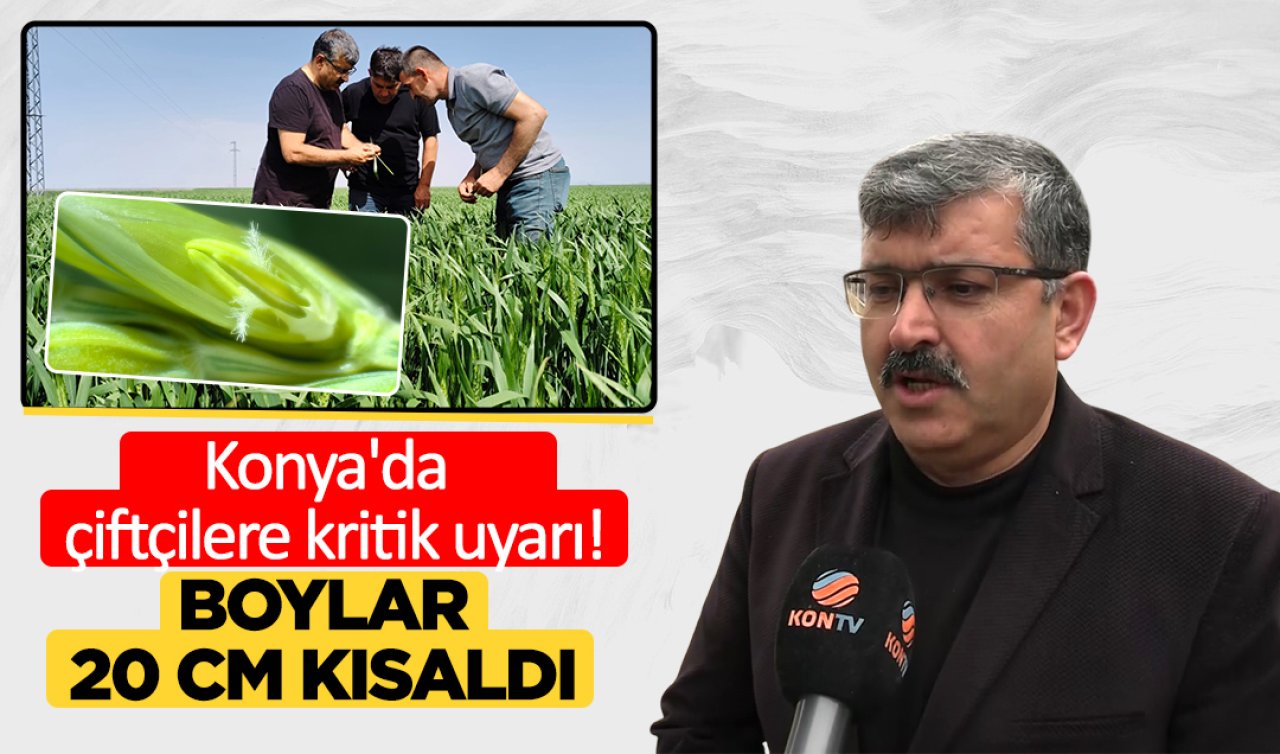 Konya’da çiftçilere kritik uyarı Boylar 20 cm kısaldı