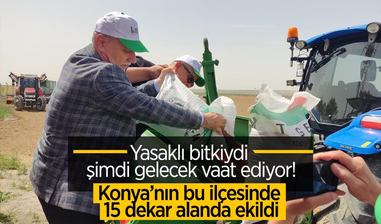 Yasaklı bitkiydi şimdi gelecek vaat ediyor Konya’nın bir ilçesinde 15 dekar alanda ekildi