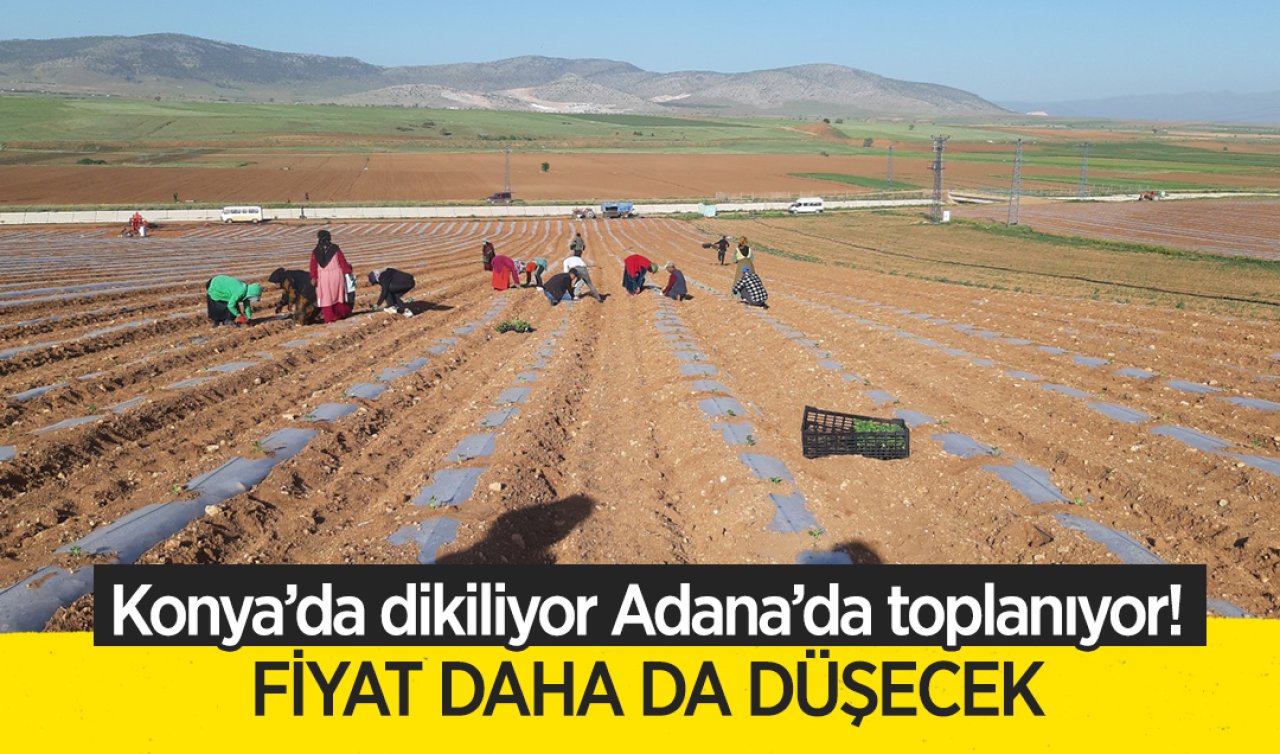 Konya’da ekiliyor Adana’da toplanıyor Fiyat hızlı düşecek