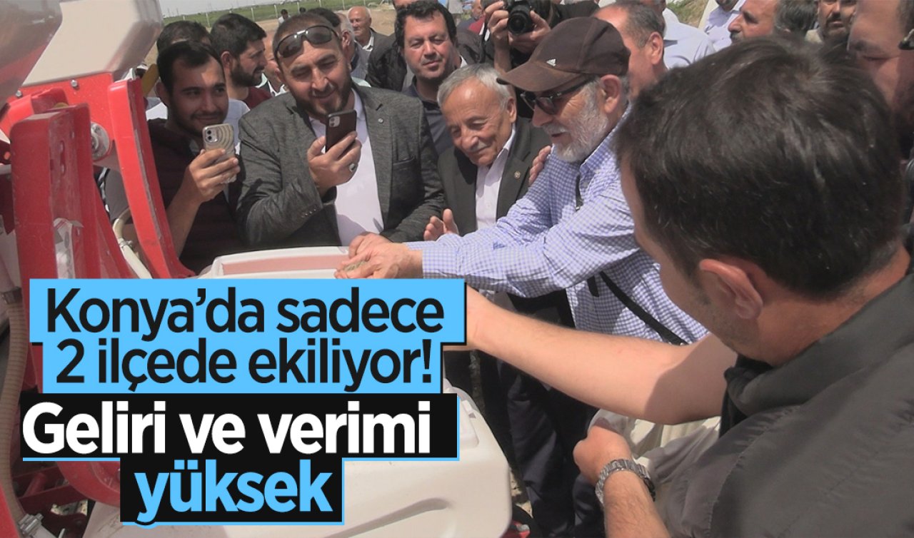 Konya’da sadece 2 ilçede ekiliyor Geliri ve verimi yüksek