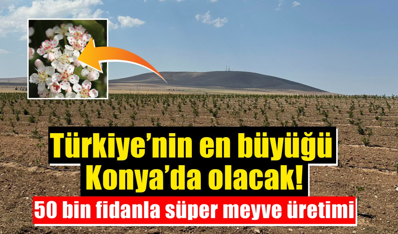 Türkiye’nin en büyüğü Konya’da olacak 50 bin fidanla süper meyve üretimi