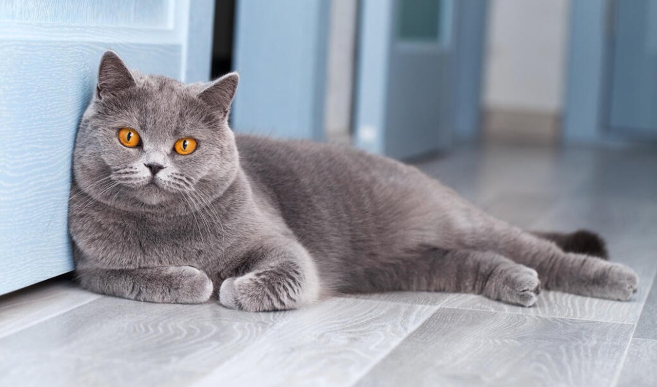 British Shorthair: İngiltere’nin Efsanevi Kedi Irkı